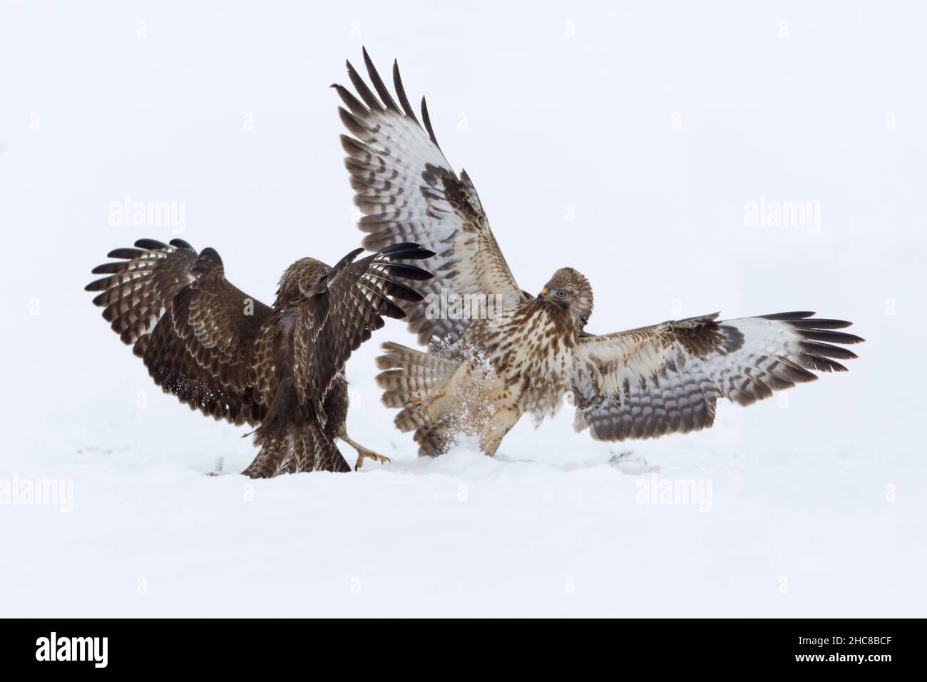 Buzzard commun, (Buteo buteo), deux combats sur la carrion, sur le terrain enneigé, en hiver, en hiver, Basse-Saxe,Allemagne Banque D'Images