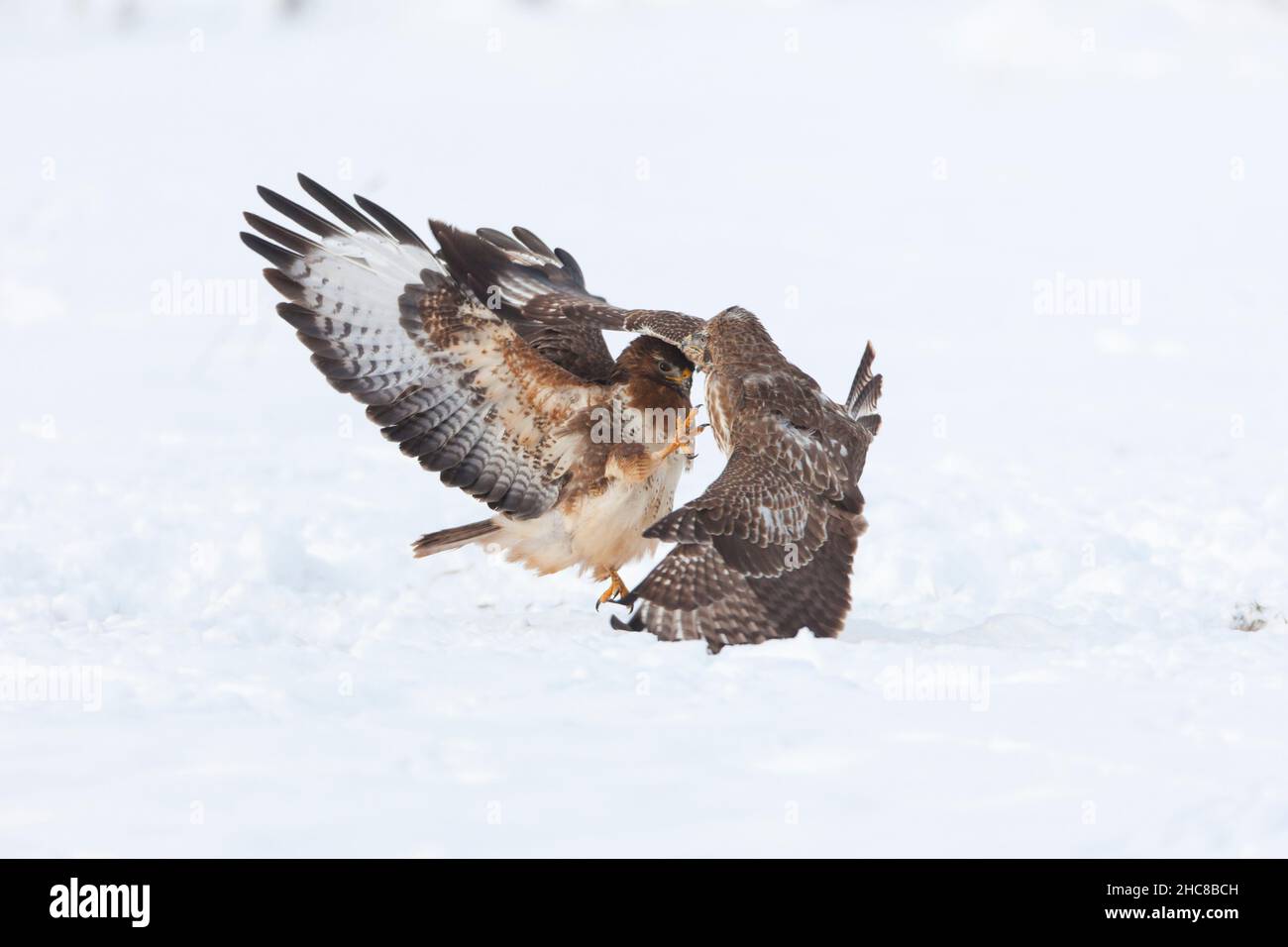 Buzzard commun, (Buteo buteo), deux combats sur la carrion, sur le terrain enneigé, en hiver, en hiver, Basse-Saxe,Allemagne Banque D'Images