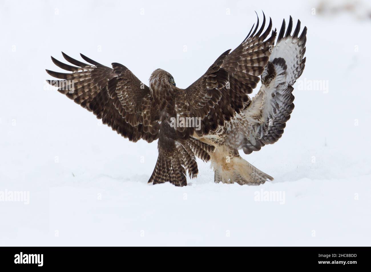 Buzzard commun, (Buteo buteo), deux combats sur la carrion, sur le terrain enneigé, en hiver, en hiver, Basse-Saxe,Allemagne Banque D'Images