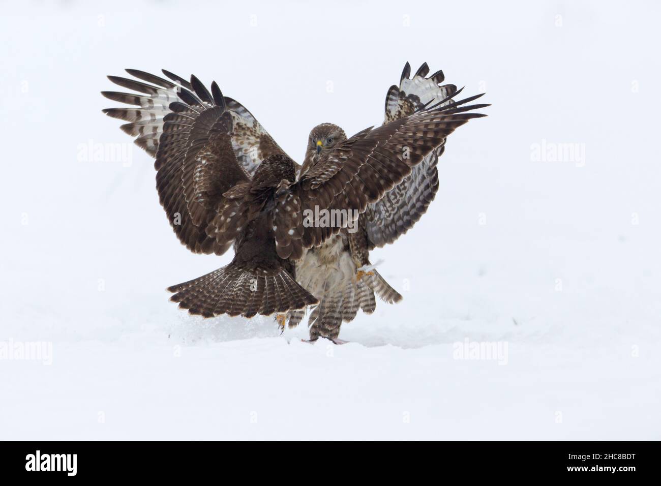 Buzzard commun, (Buteo buteo), deux combats sur la carrion, sur le terrain enneigé, en hiver, en hiver, Basse-Saxe,Allemagne Banque D'Images
