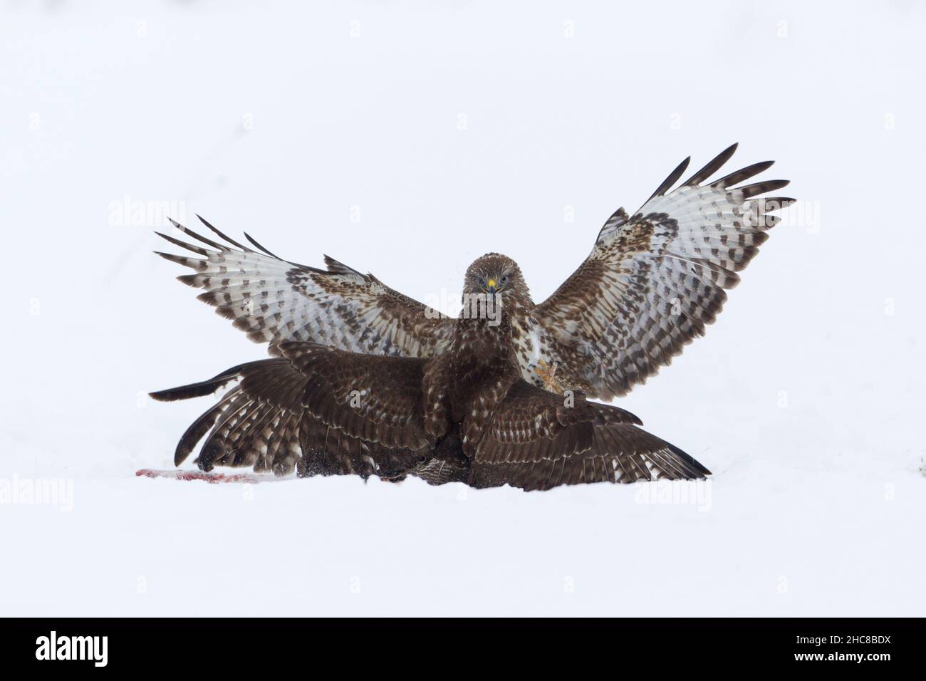 Buzzard commun, (Buteo buteo), deux combats sur la carrion, sur le terrain enneigé, en hiver, en hiver, Basse-Saxe,Allemagne Banque D'Images