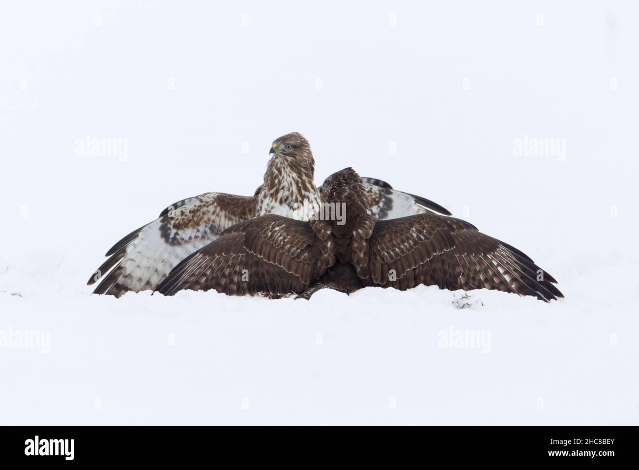 Buzzard commun, (Buteo buteo), deux combats sur la carrion, sur le terrain enneigé, en hiver, en hiver, Basse-Saxe,Allemagne Banque D'Images