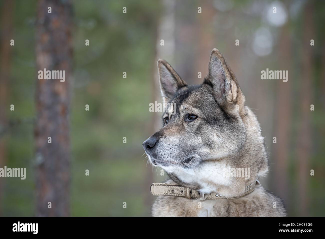 Portrait d'un chien Laika de Sibérie occidentale dans une forêt de neige en Finlande Banque D'Images