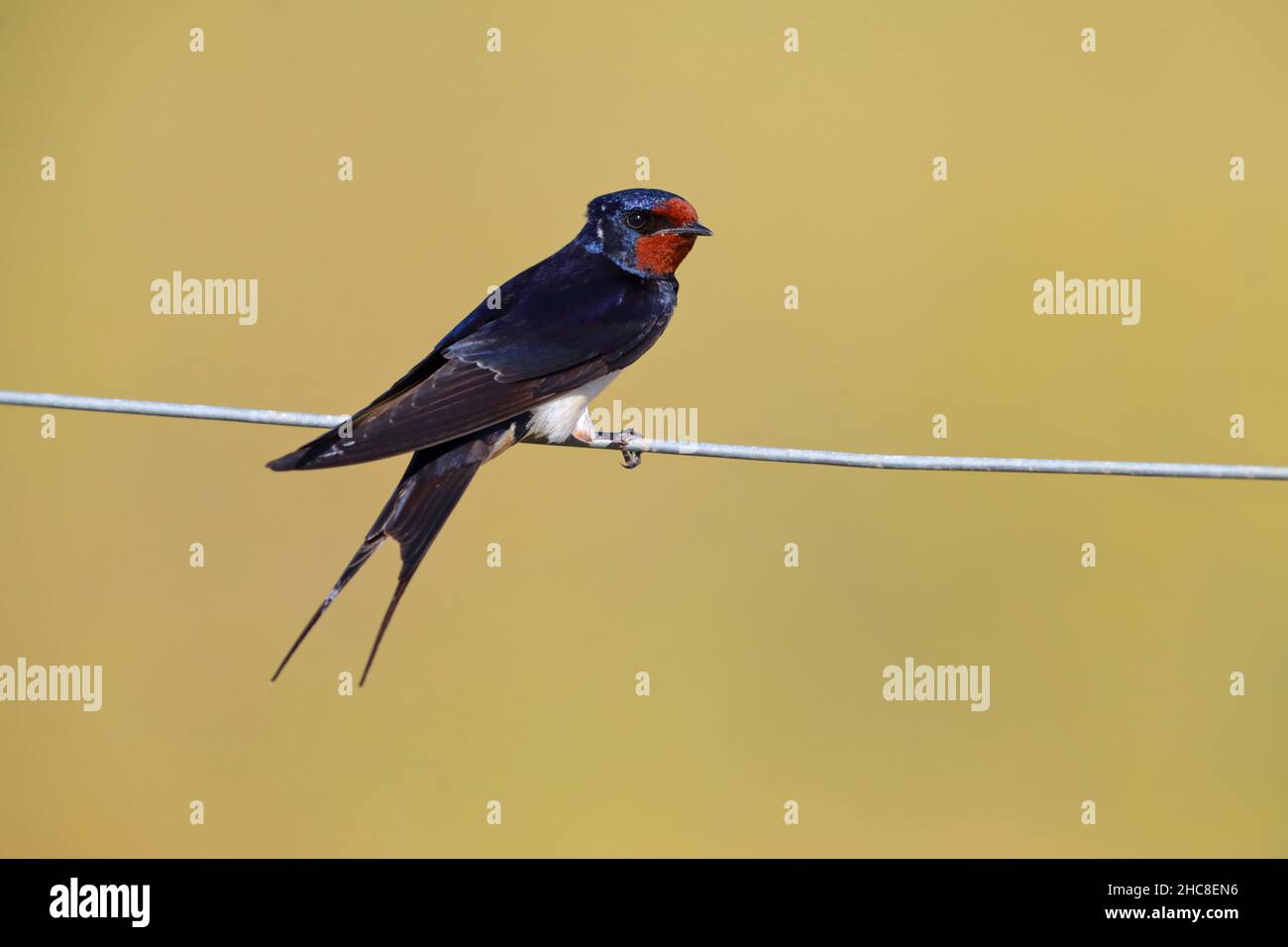 Une hirondelle de Grange adulte (Hirundo rustica) perchée à Suffolk, au Royaume-Uni, en été Banque D'Images