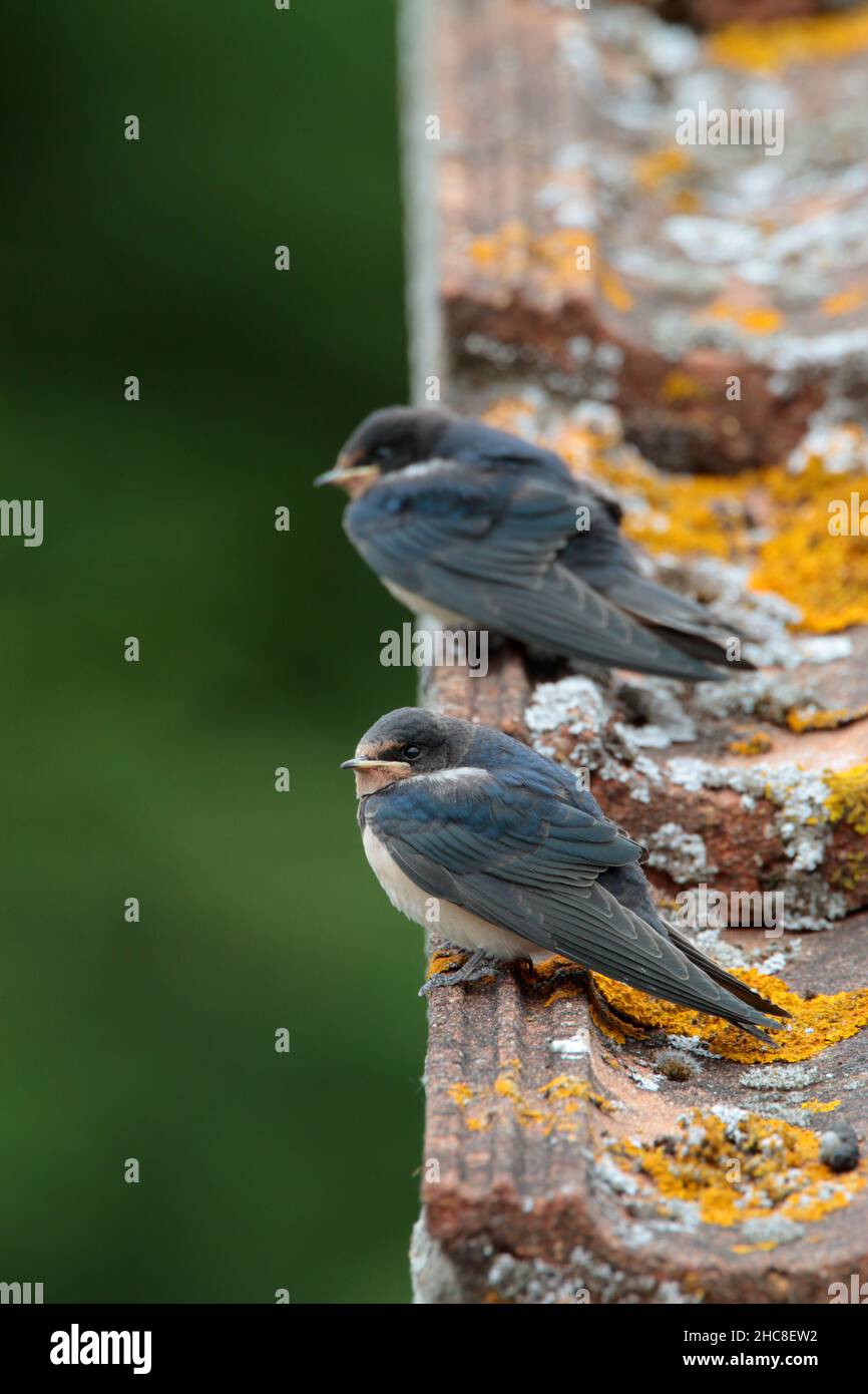 Deux jeunes barques (Hirundo rustica) récemment à part entière, assis sur le toit d'une maison en attente de se nourrir Banque D'Images