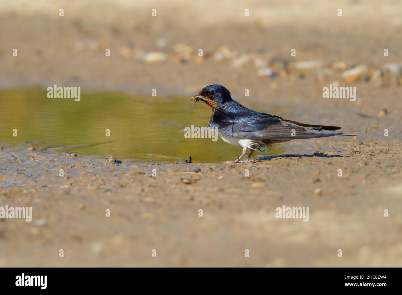 Un hirondelle de Barn adulte (Hirundo rustica) collectant de la boue pour son nid à Suffolk, au Royaume-Uni, en été Banque D'Images
