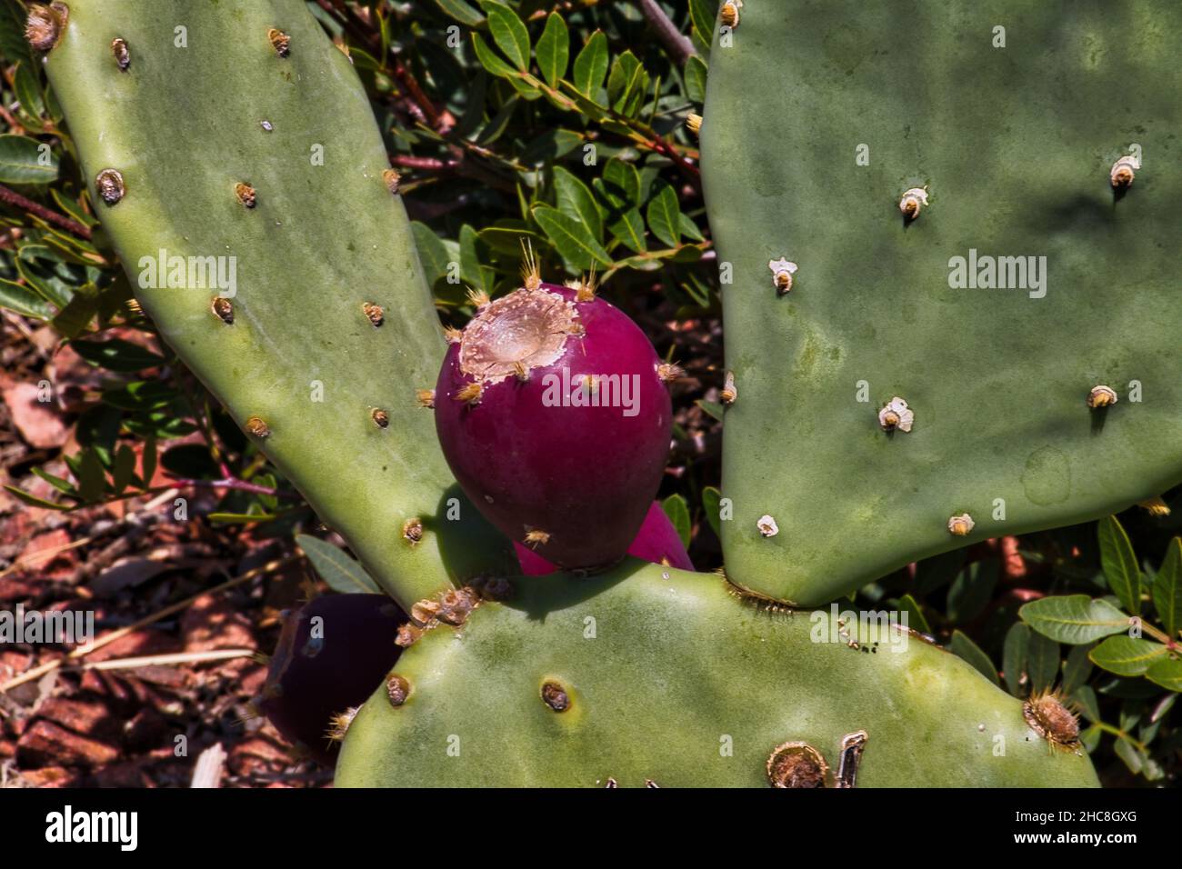 Macro d'un figuier indien violet avec des tampons de cactus verts sur le sol Banque D'Images