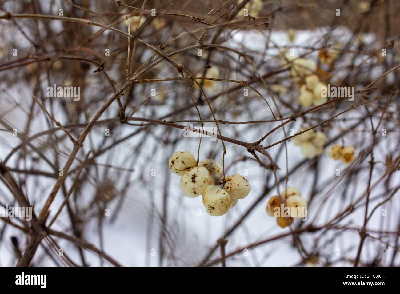 Baies blanches Symphoricarpos Caprifoliaceae en hiver Banque D'Images