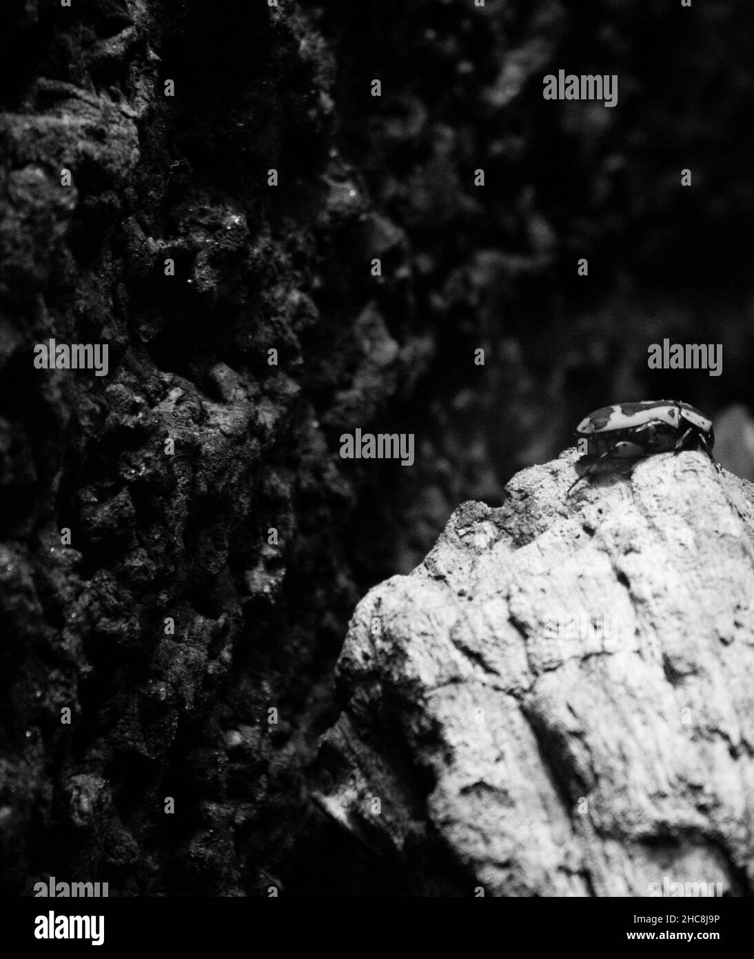 Plan vertical d'un insecte en noir et blanc dans le zoo d'Amersfoort, pays-Bas Banque D'Images