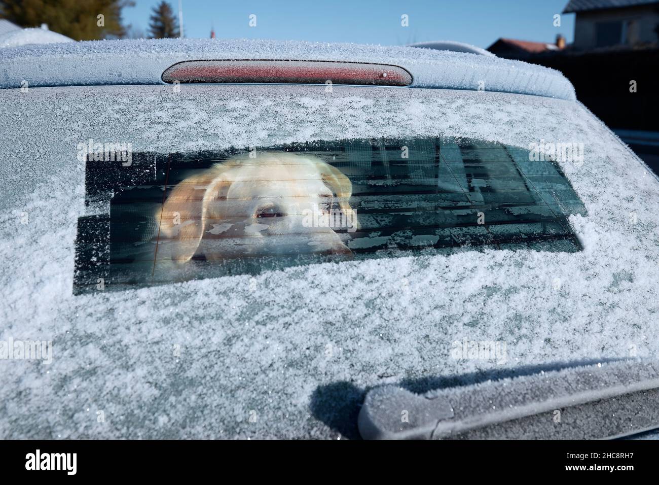 Voyage d'hiver avec chien.Labrador retriever regarder à travers la fenêtre de la voiture pendant la journée glacial. Banque D'Images