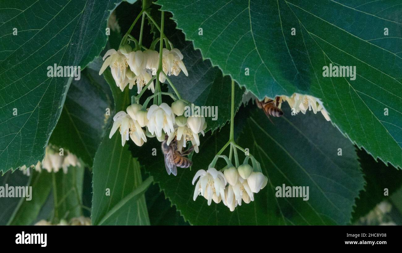 Couple d'abeilles sur des fleurs d'arbre de linden Banque D'Images