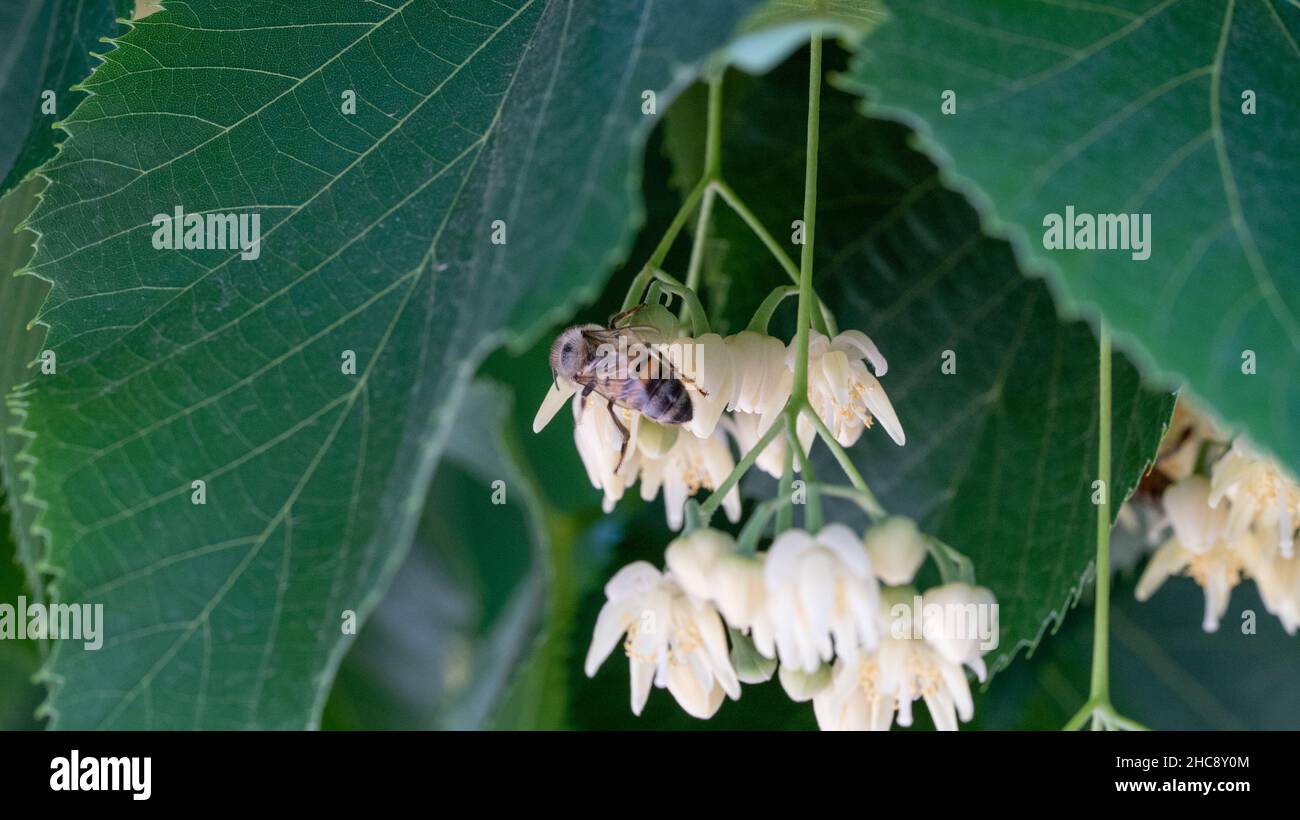 Abeille sur une fleur de linden Banque D'Images