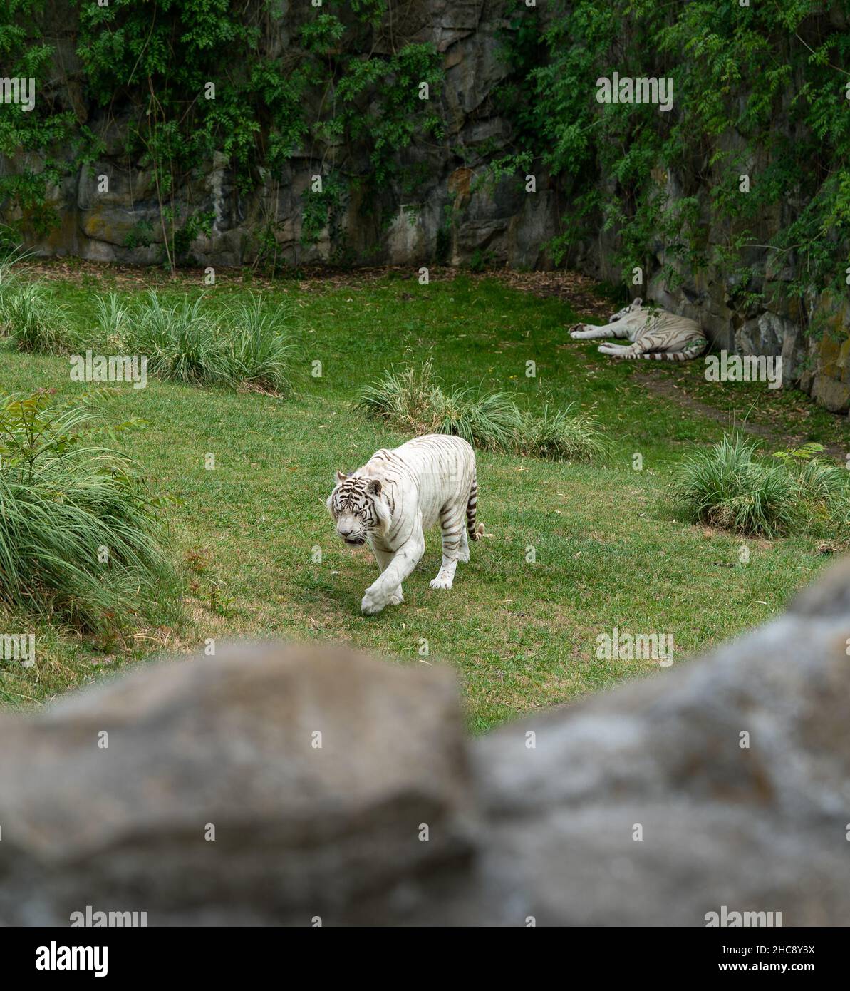 Couple de tigres blancs marchant et dormant dans le zoo Banque D'Images