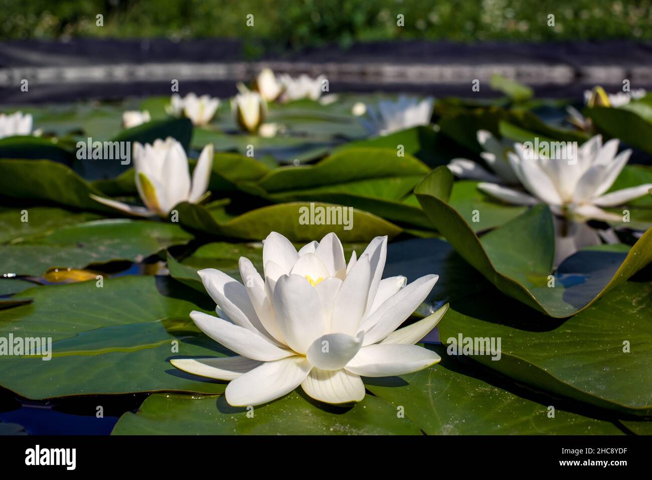 nénuphars feuilles vertes sur un étang avec fleurs blanches de lotus illuminées par la lumière du soleil d'été, en gros plan rivière nénuphars bourgeent pétales sur l'eau Banque D'Images