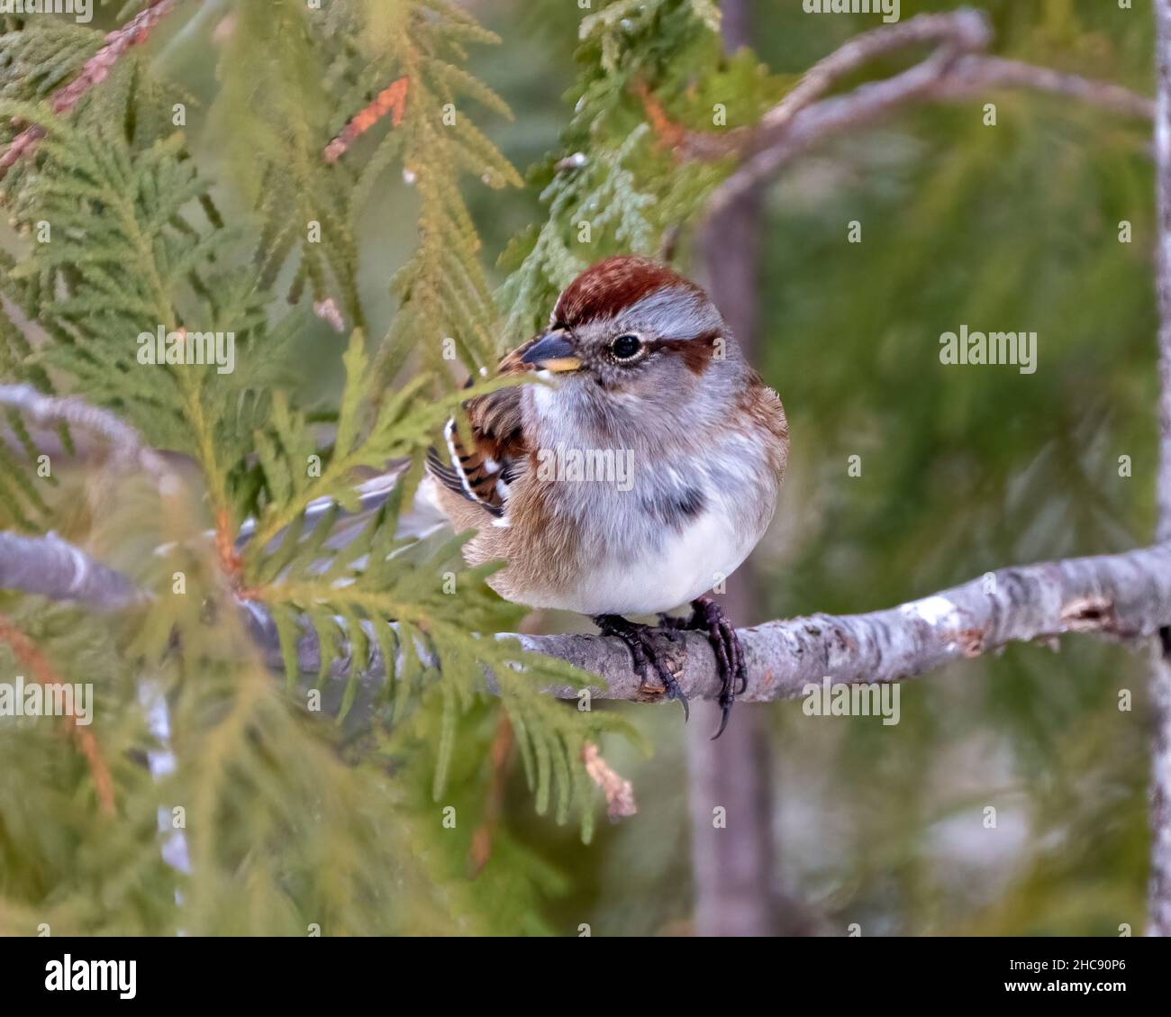 Bruant à couronne blanche perchée sur une branche d'épinette avec un fond vert flou dans son environnement et son habitat entourant, affichant des plumes brunes Banque D'Images