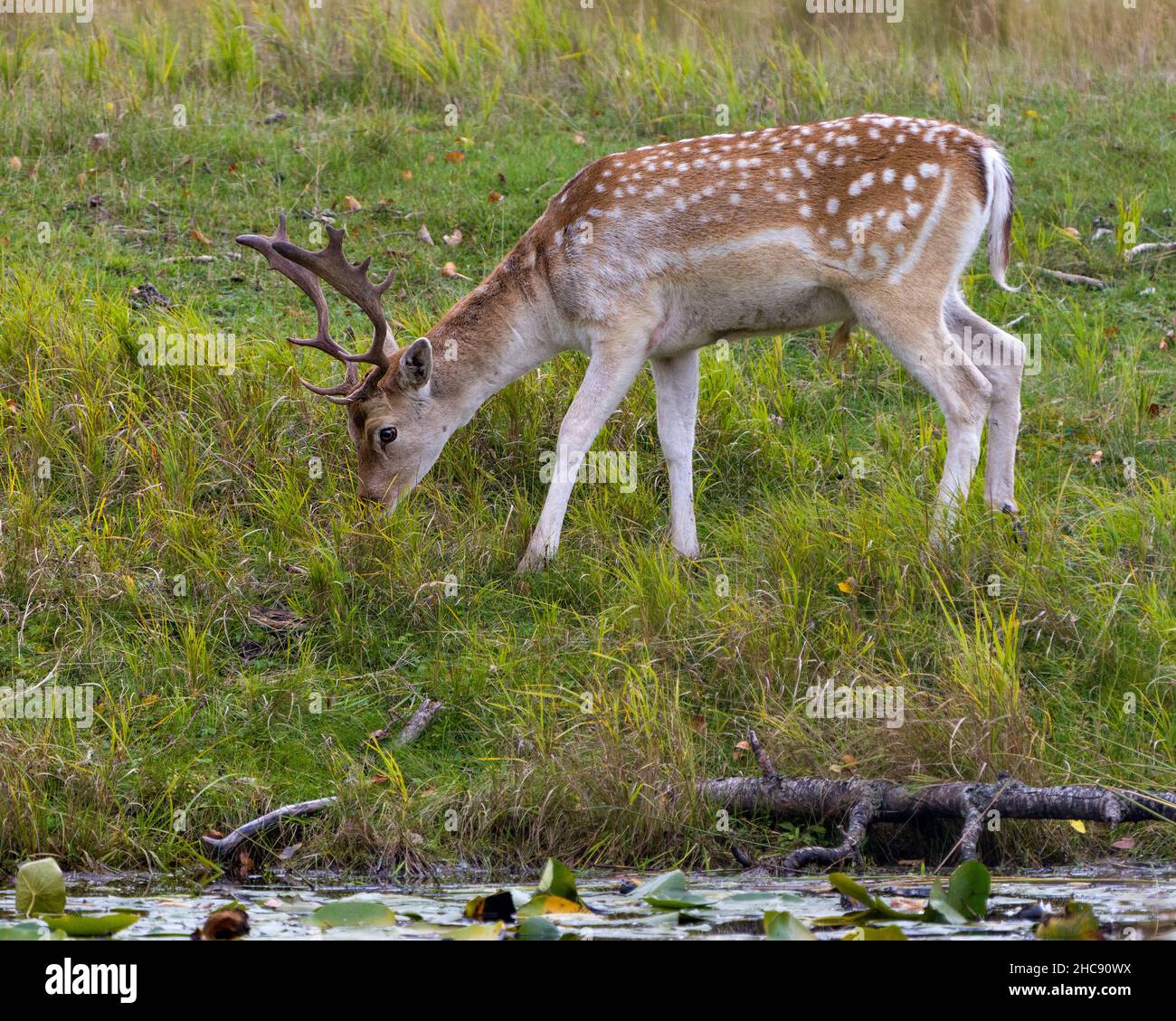 Les cerfs de flow mangeant de l'herbe dans le champ présentant ses bois et fourrure de manteau brun dans son environnement et l'habitat environnant au bord de l'eau avec des coussins de nénuphars Banque D'Images