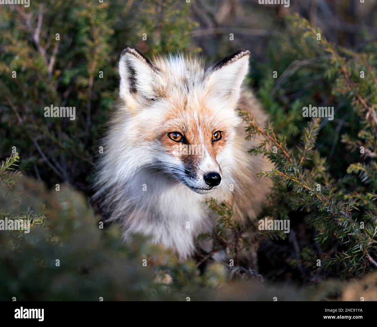 Vue en gros plan de la tête du renard rouge entourant les branches d'aiguille conifères et regardant la caméra dans son environnement.Prise de vue.Fox image.Photo. Banque D'Images