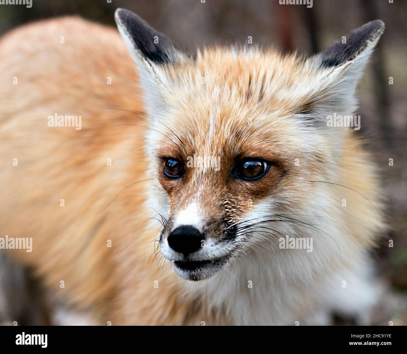 Tête de renard rouge prise avec un arrière-plan flou dans son environnement et son habitat.Gros plan de la tête.Fox image.Image.Portrait.Photo. Banque D'Images