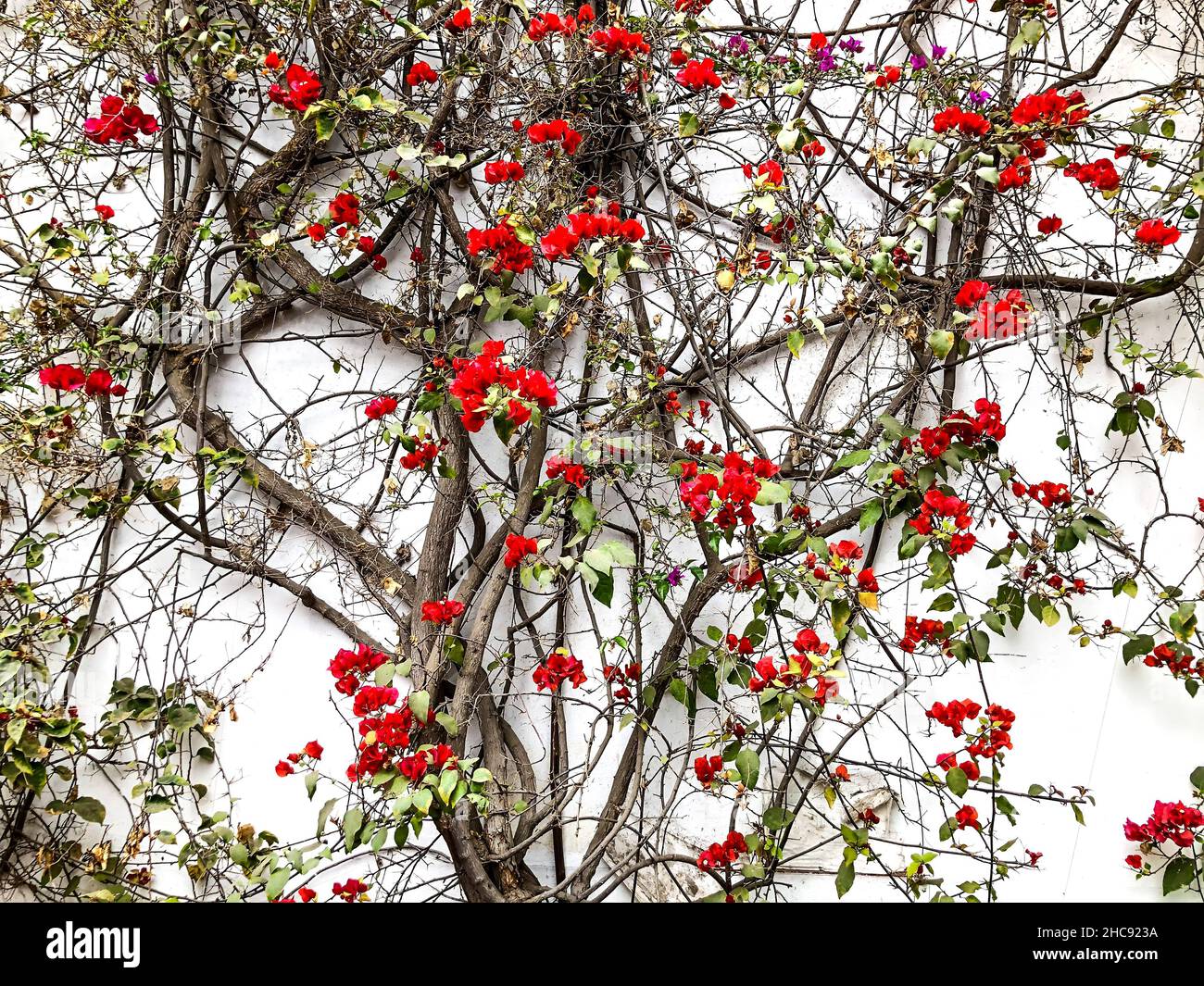 Plante de super-réducteur sur mur blanc avec des fleurs rouges et des feuilles vertes Banque D'Images