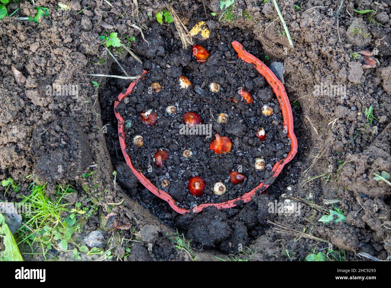 planter des bulbes de tulipe et de crocus dans un panier en automne Banque D'Images