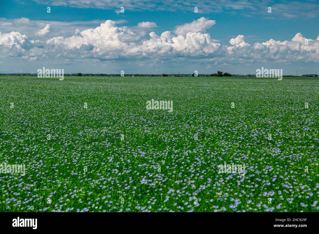 Magnifique champ de lin bleu fleuri dans la campagne Banque D'Images