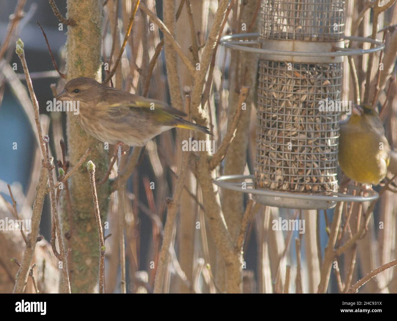 Chloris Chloris GREENFINCH EUROPÉENNE Banque D'Images