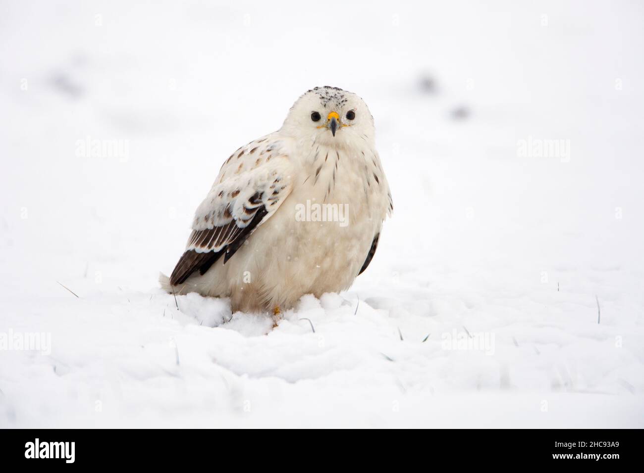 Buzzard commun, (Buteo buteo), avec un plumage blanc, assis sur un terrain enneigé, en hiver, Basse-Saxe, Allemagne Banque D'Images
