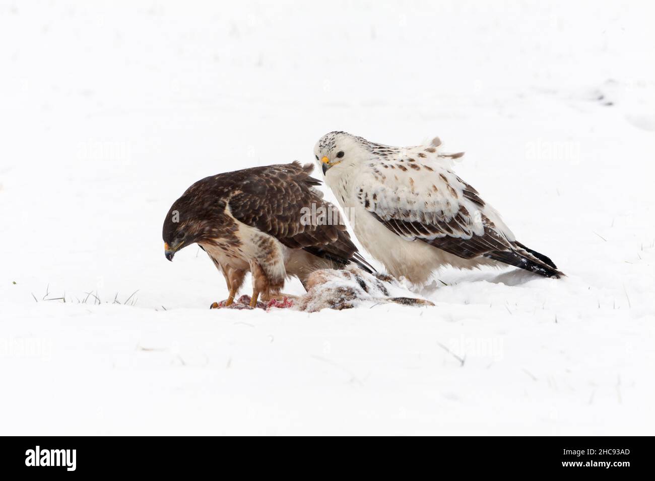 Buzzard commun, (Buteo buteo), en hiver, Basse-Saxe, Allemagne Banque D'Images