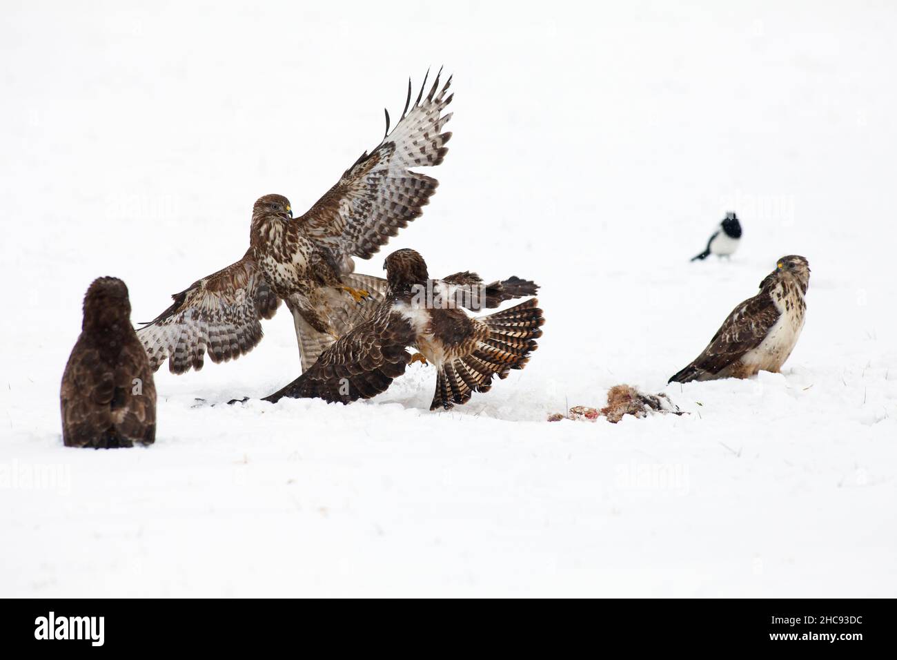 Buzzard commun, (Buteo buteo), les oiseaux qui se battent au-dessus de la carrion sur des champs enneigés, en hiver, Basse-Saxe, Allemagne Banque D'Images
