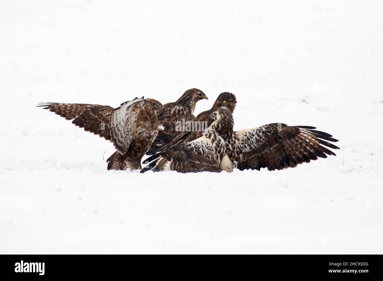 Buzzard commun, (Buteo buteo), les oiseaux qui se battent au-dessus de la carrion sur des champs enneigés, en hiver, Basse-Saxe, Allemagne Banque D'Images