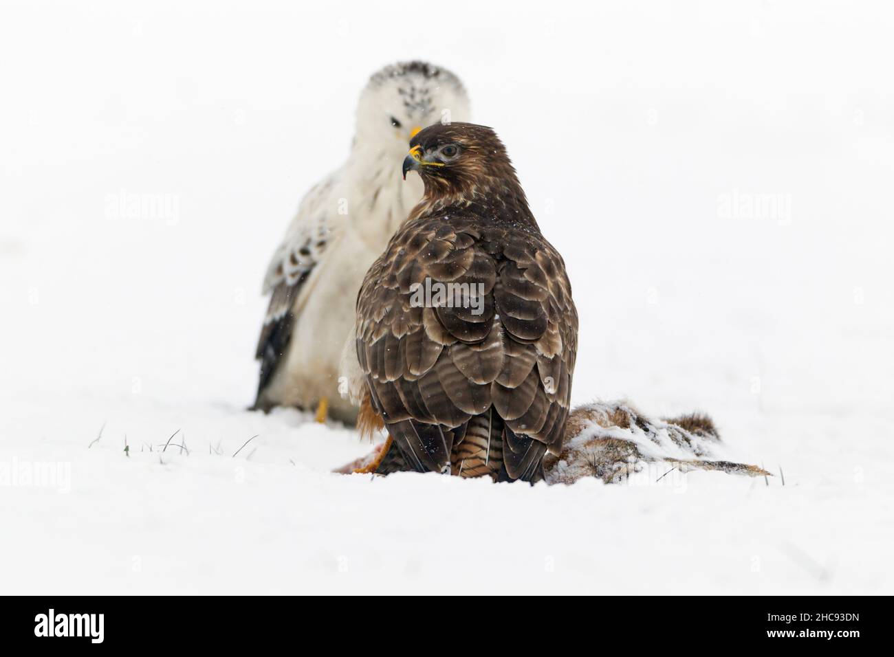 Buzzard commun, (Buteo buteo), deux sur le terrain enneigé, en hiver, Basse-Saxe, Allemagne Banque D'Images