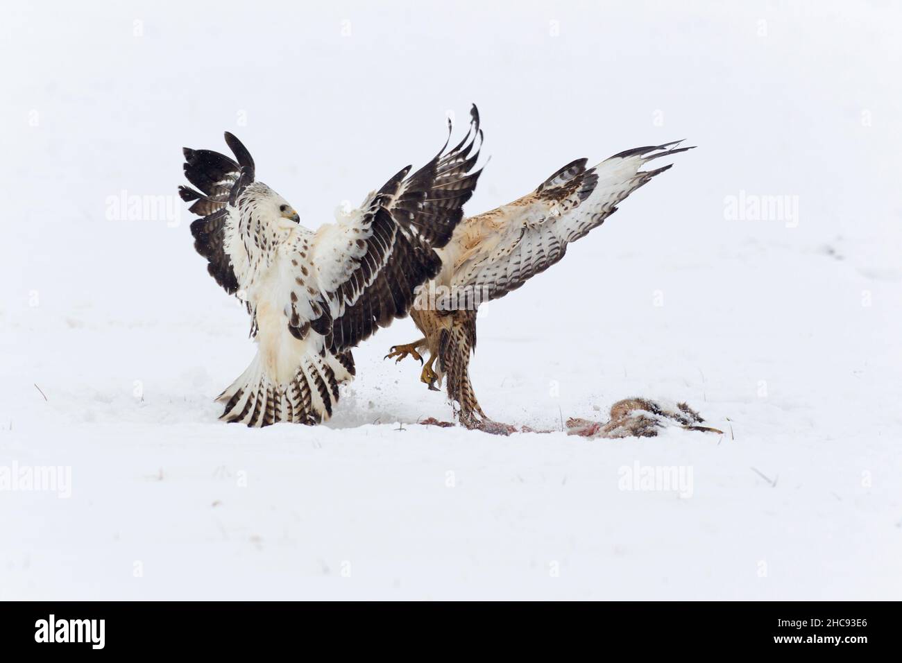 Buzzard commun, (Buteo buteo), les oiseaux qui se battent au-dessus de la carrion sur des champs enneigés, en hiver, Basse-Saxe, Allemagne Banque D'Images