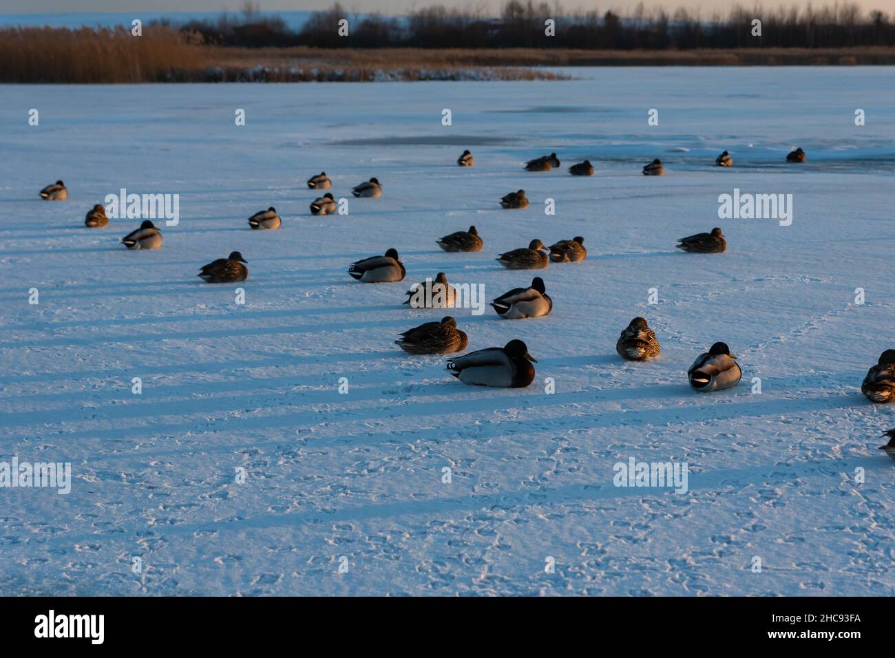 Canards colverts assis sur un lac gelé, Zoltance, Pologne Banque D'Images