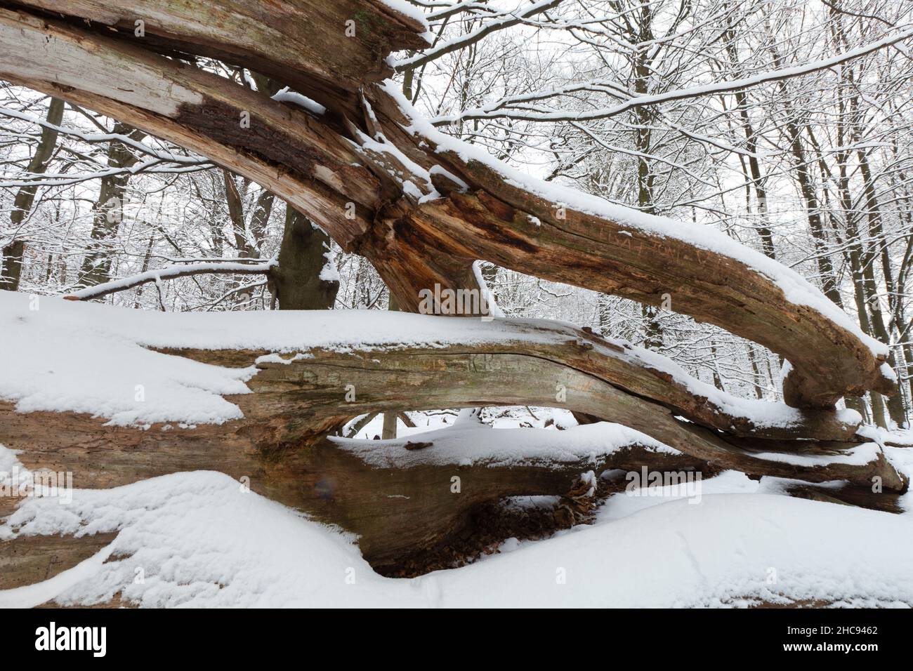Ancienne tige de chêne mort, (Quercus robur), recouverte de neige en hiver, forêt de Sababurg, Hesse du Nord, Allemagne Banque D'Images