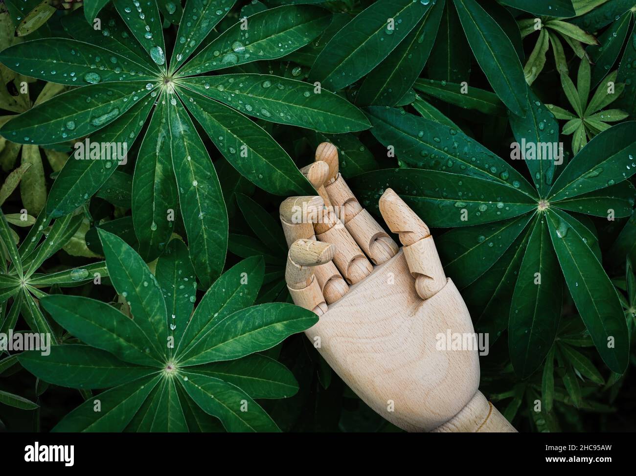La main en bois atteint un fond de plantes vertes naturelles Banque D'Images