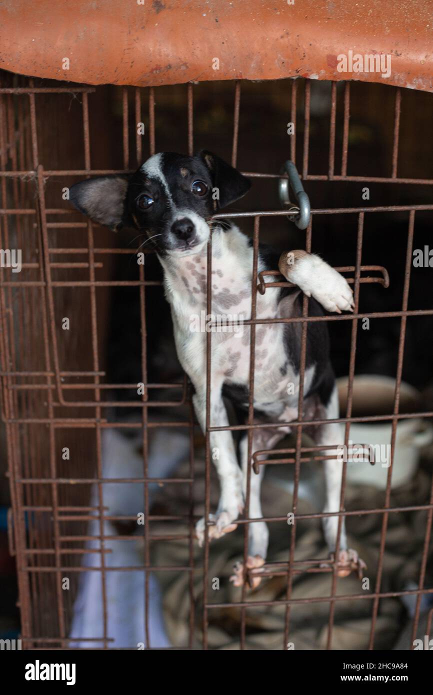 Triste chiot sans-abri à l'abri animal dans une cage. Banque D'Images