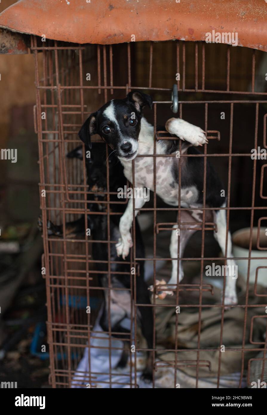 Triste chiot sans-abri à l'abri animal dans une cage. Banque D'Images