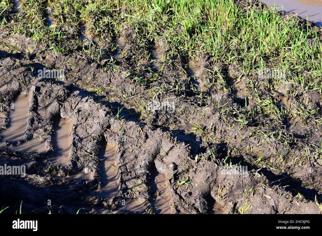 Route de terre après la pluie dans le champ.Flaques dans une ornière sur l'herbe verte.Sur les routes rurales rompues avec des traces de pneus profondes Banque D'Images