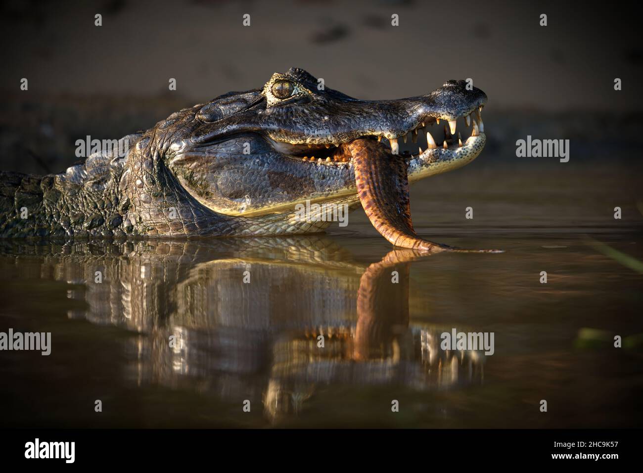 Gros plan d'une tête de caïman noir avec un gros poisson dans sa bouche Banque D'Images