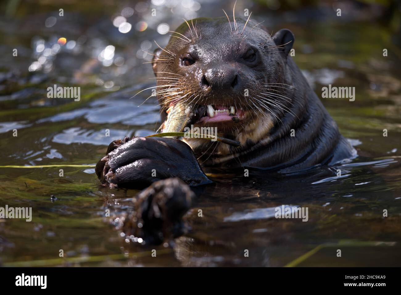 Cliché sélectif d'une loutre mangeant du poisson dans l'eau à Pantanal, Brésil Banque D'Images