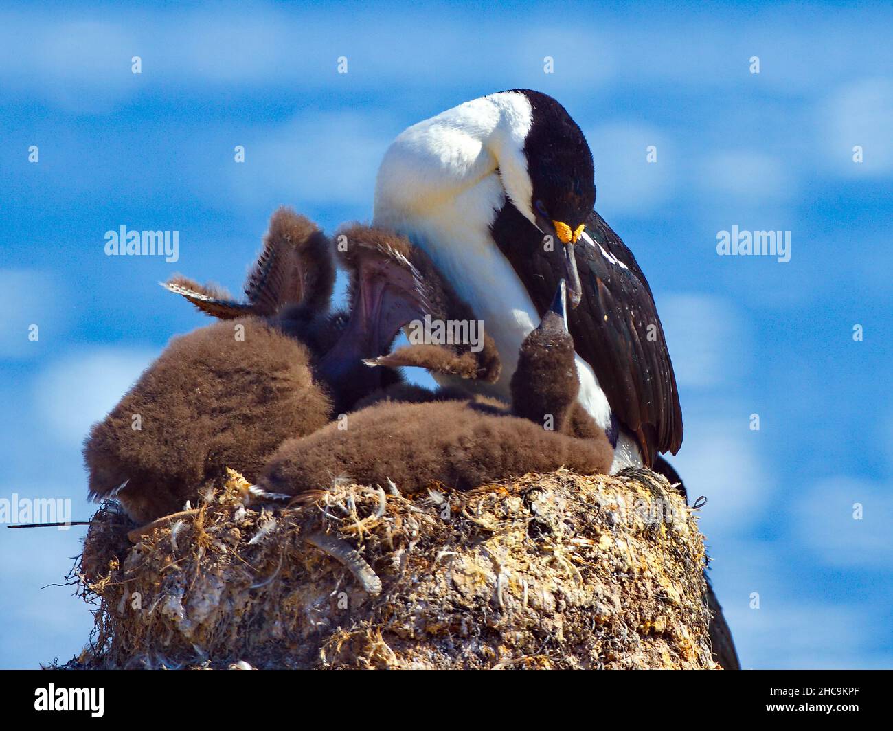Bâillonne impériale nourrissant des bébés sur un nid en Antarctique Banque D'Images