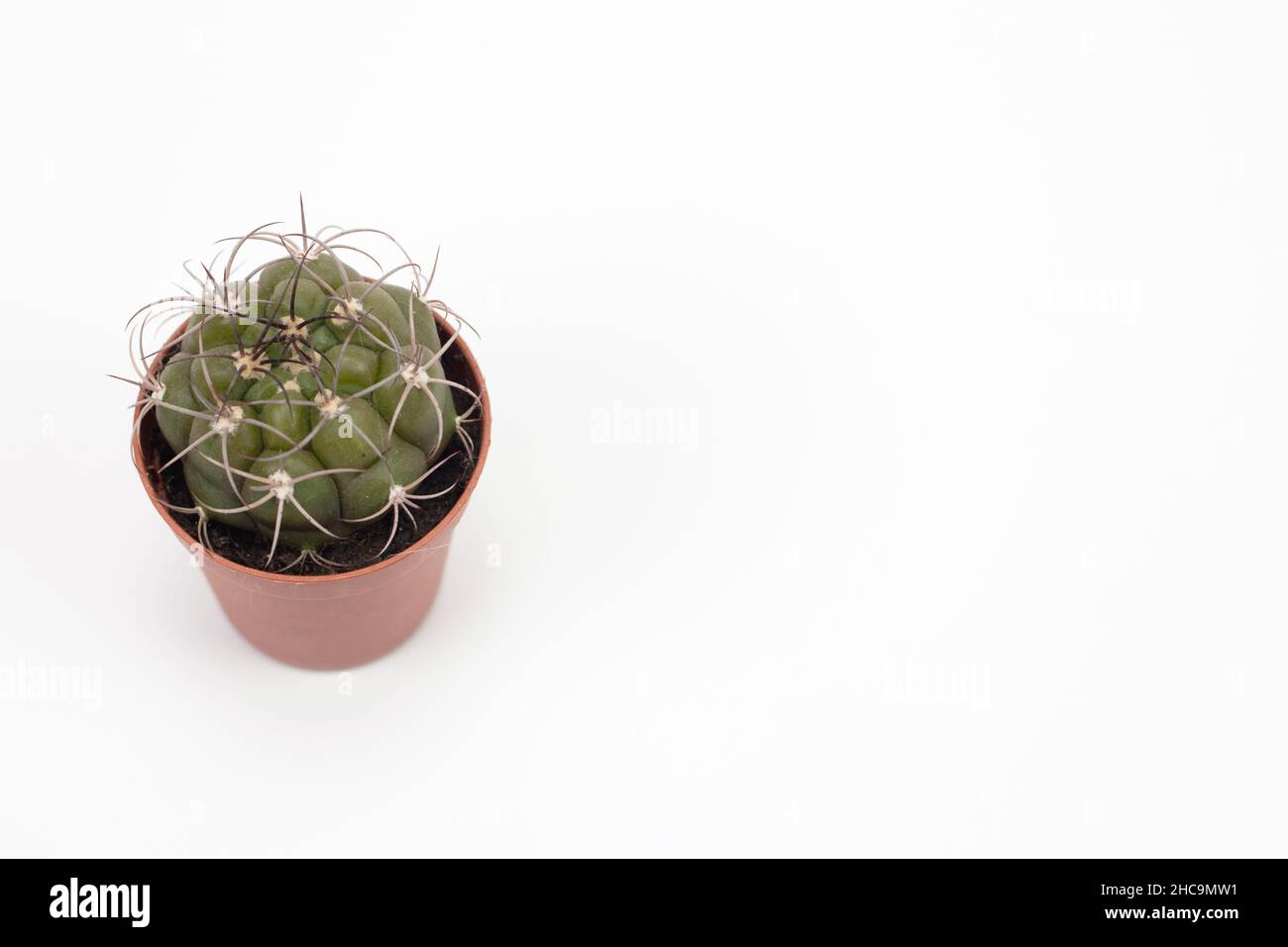 Petit cactus en pot isolé sur fond blanc.Placer pour le texte. Banque D'Images