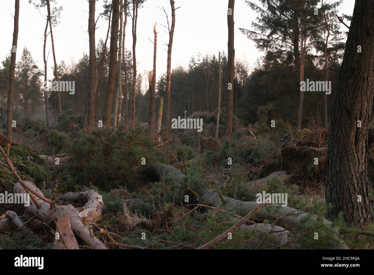 Forêt de pins écossais (Pinus sylvestris) dans le nord-est de l'Écosse aplatie par Storm Arwen en novembre 2021 Banque D'Images