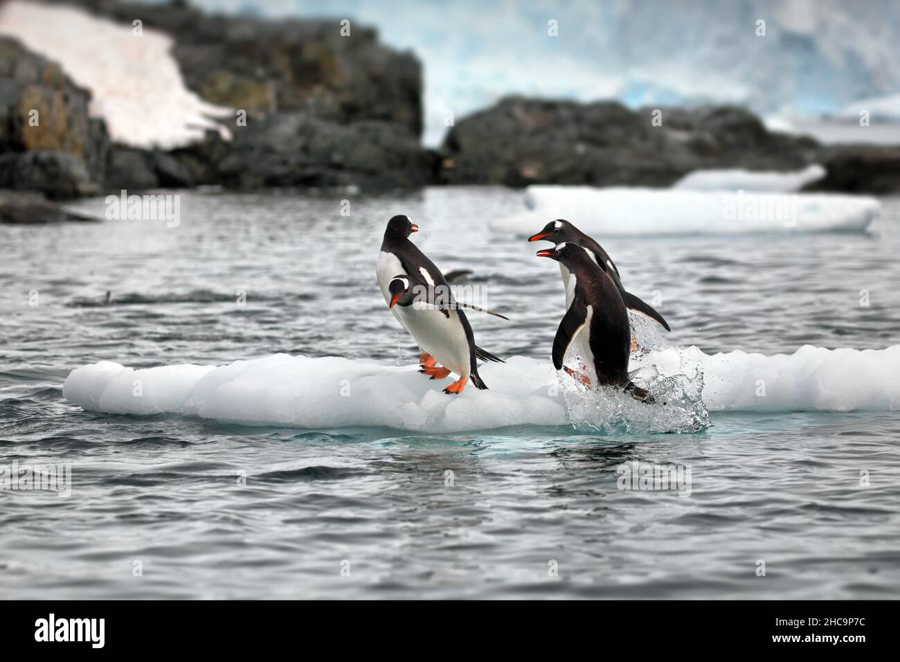 Gros plan d'un petit groupe de manchots gentoo sur la glace dans l'océan en Antarctique Banque D'Images