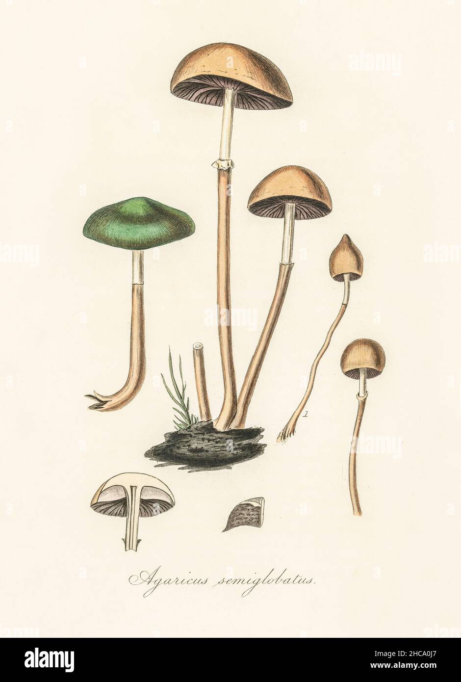 Agaricus semiglobatus illustration de Botanique Médicale (1836) par John Stephenson et James Morss Churchill. Banque D'Images