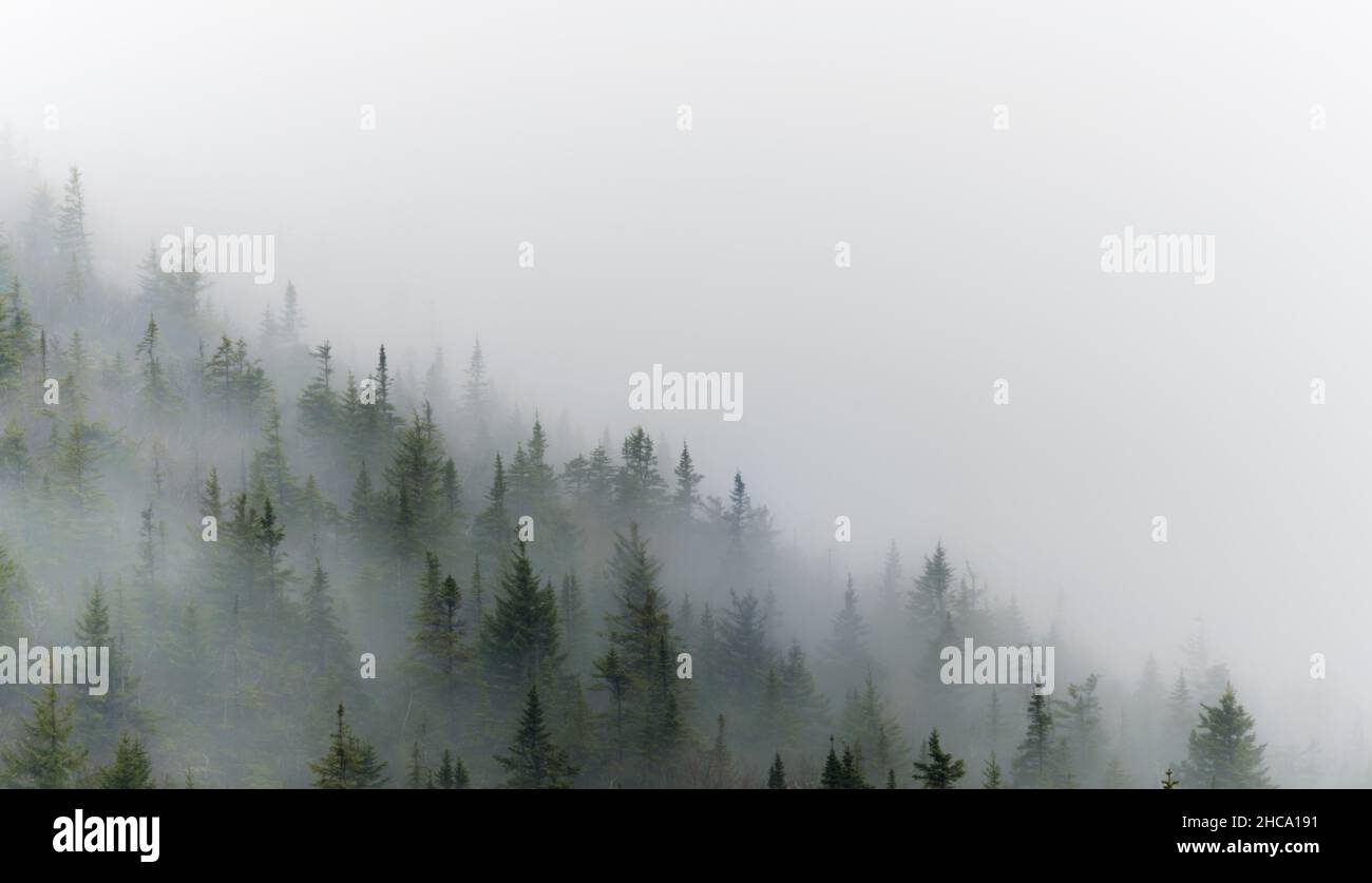 Vue panoramique sur une forêt avec des sapins enveloppés de brouillard dans le parc national Acadia dans le Maine Banque D'Images