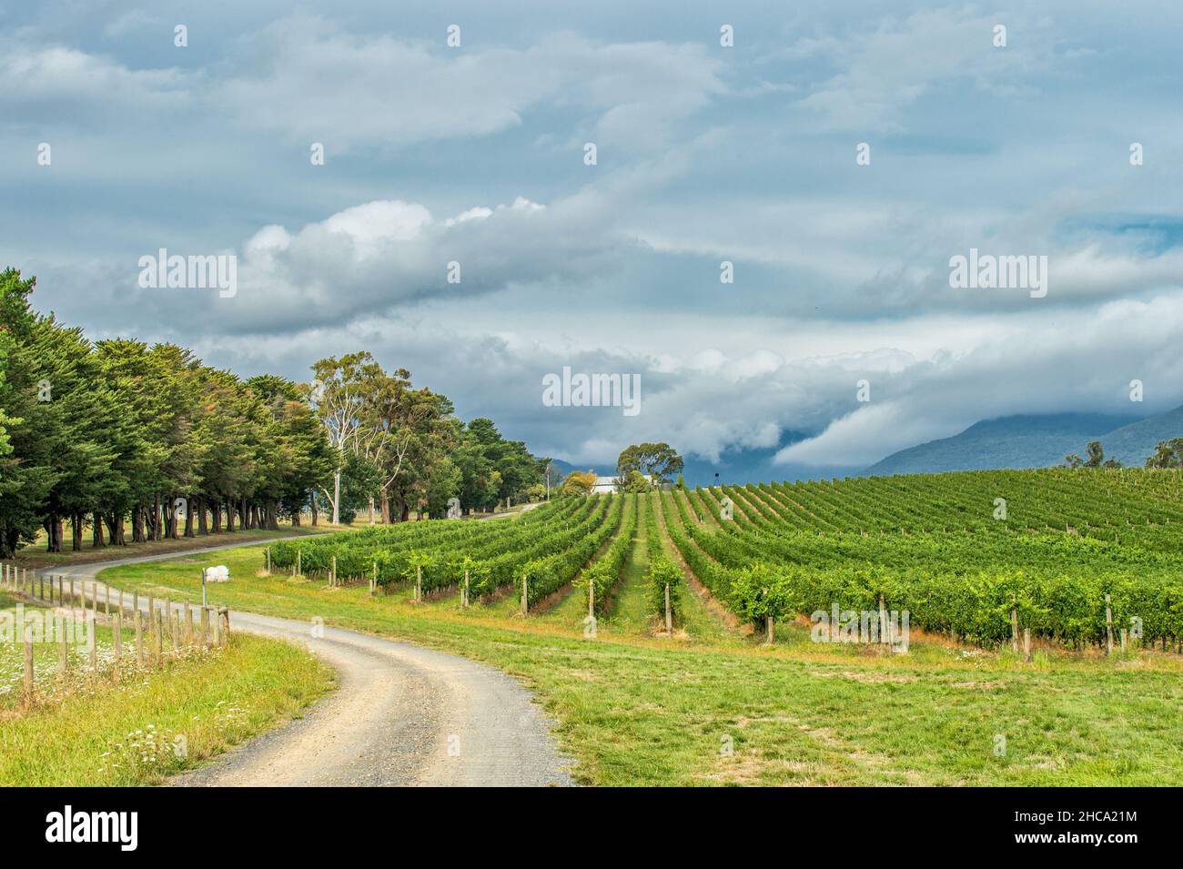 Vignobles de la Yarra Valley, Victoria.Yarra Valley est l'une des régions viticoles les plus importantes d'Australie. Banque D'Images