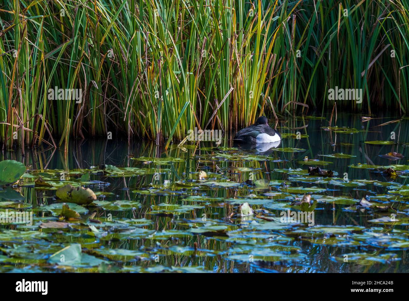 canard touffeté sur l'eau avec des nénuphars et de longues herbes sur les marges Banque D'Images