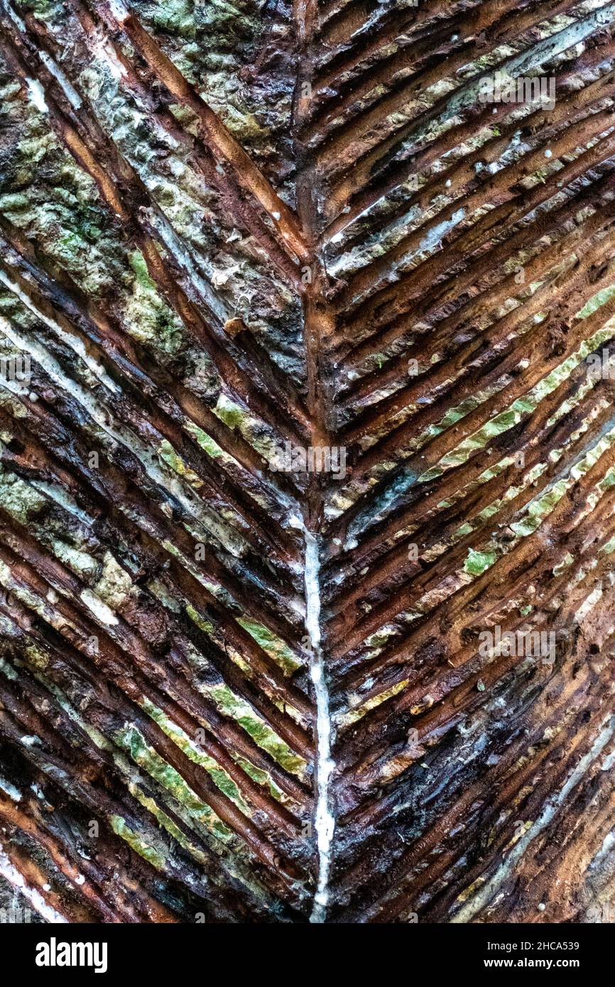 L'arbre de caoutchouc Hevea brasiliensis est une espèce de bois de caoutchouc originaire des forêts tropicales de la région amazonienne de l'Amérique du Sud Banque D'Images