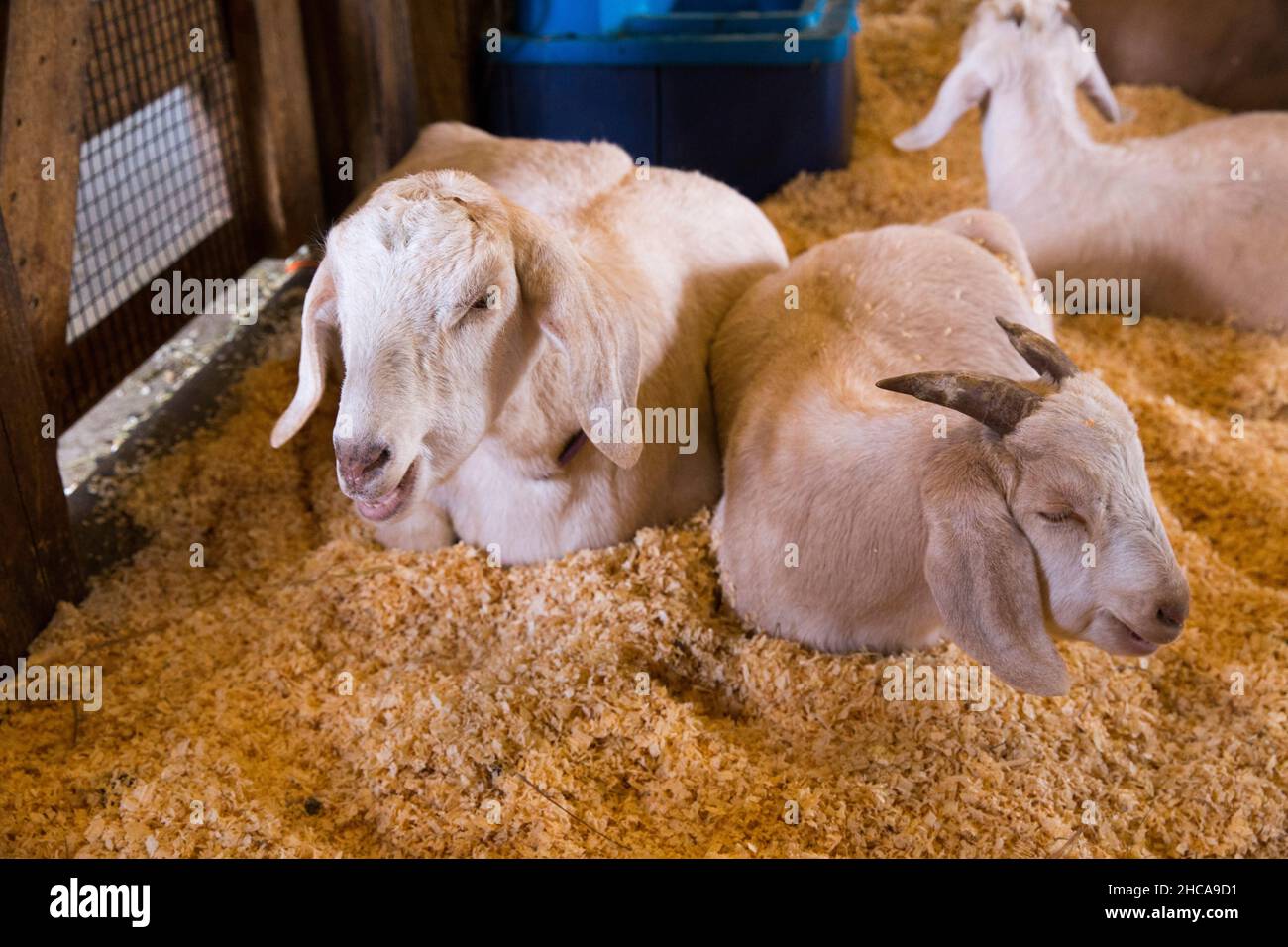Chèvres à Drumlin Farm à Concord ma Banque D'Images
